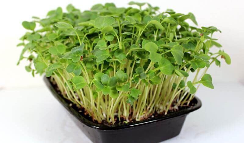 red radish microgreens